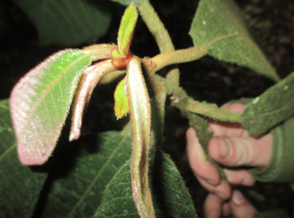 Screen Shot 2016-03-07 at 8.23.07 AM